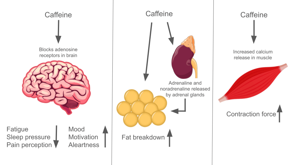 Does Coffee Affect The Body’s Fat-burning Process While Sleeping?