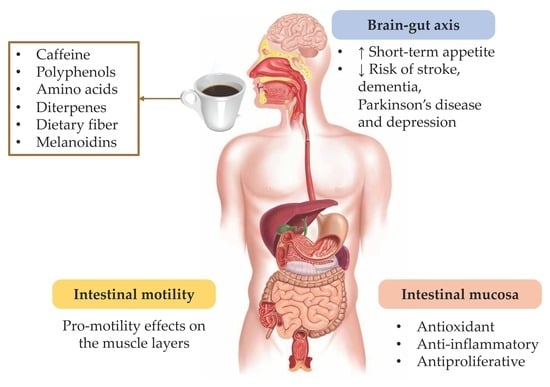 Does Coffee Reduce Appetite? Exploring the Effects