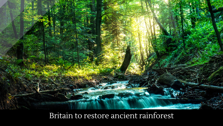 Britain to restore ancient rainforest