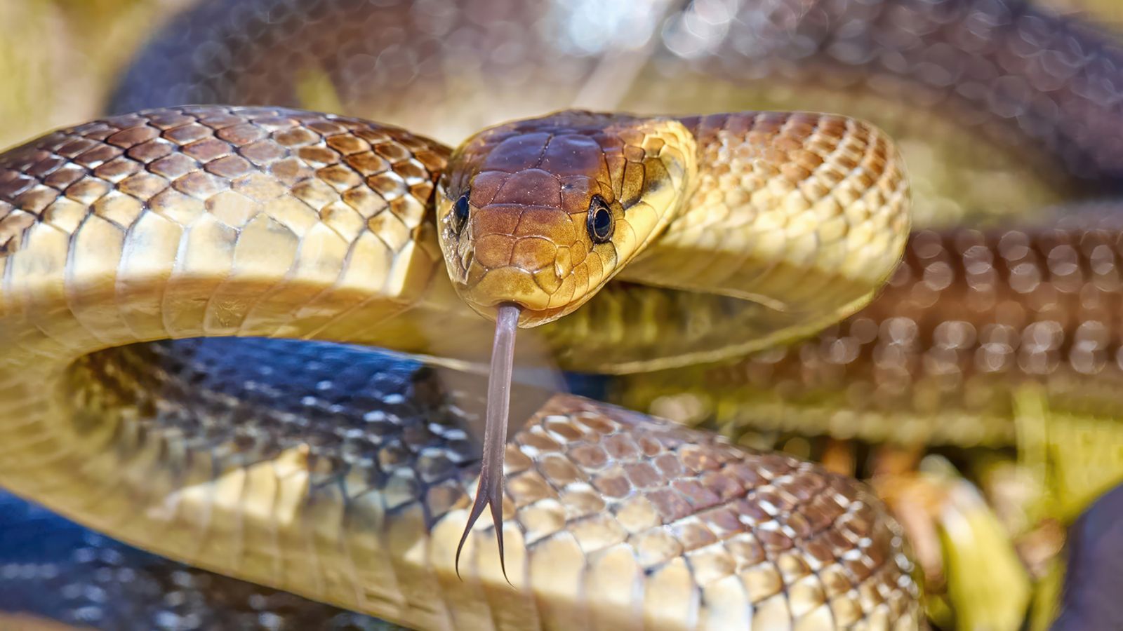 Aesculapian snake that grows up to 2 metres in length ‘living in UK attics and walls’ | UK News