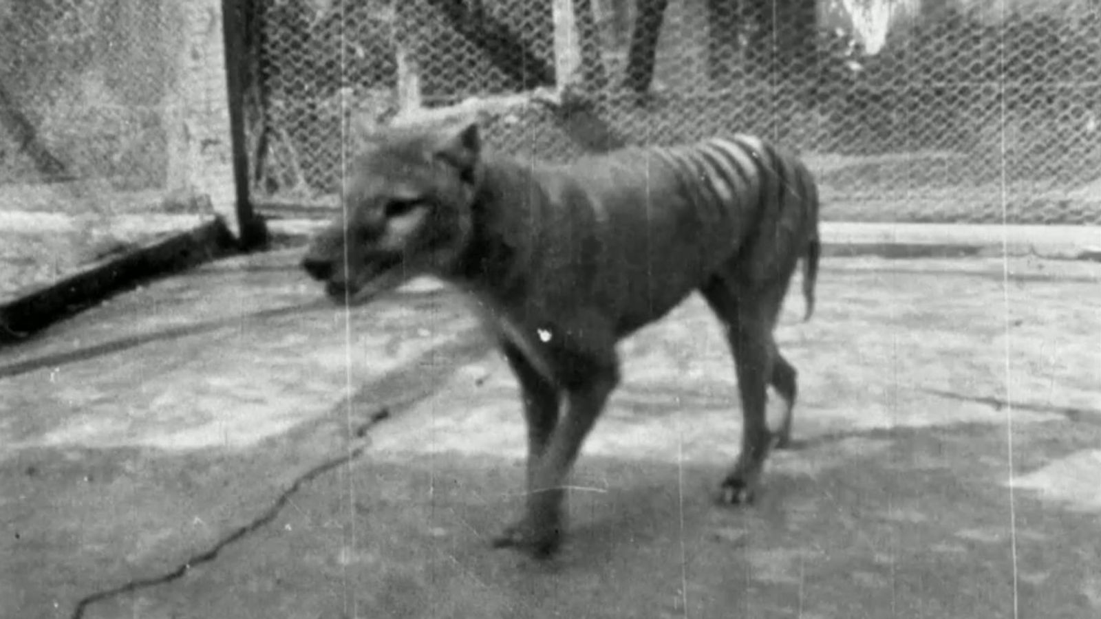 Scientists claim breakthrough to bringing back Tasmanian tiger from extinction | Science & Tech News